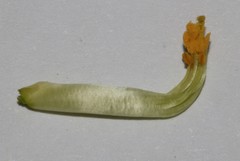 Lotononis gracilifolia