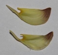 Lotononis gracilifolia