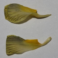 Lotononis gracilifolia