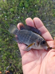 Cichlasoma bimaculatum