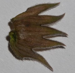 Lotononis gracilifolia