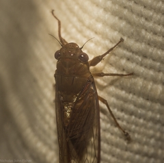 Chlorocysta vitripennis