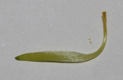 Lotononis gracilifolia