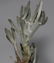 Lotononis gracilifolia