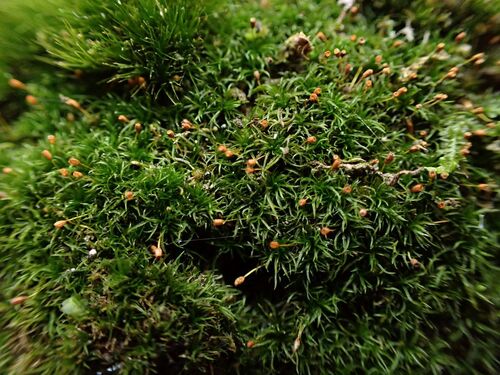 Rhabdoweisia fugax observed 2025-12-21
