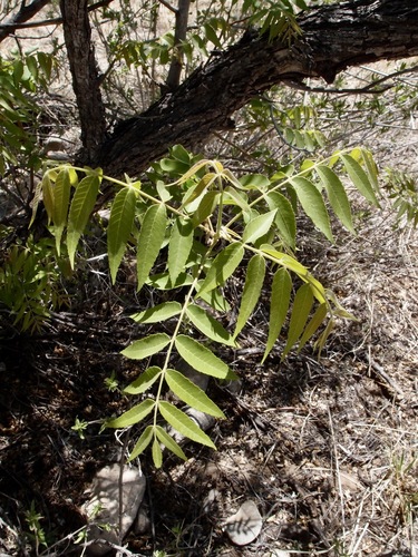 Arizona Walnut (Juglans major)