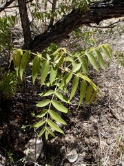 Noyer D'arizona (Juglans major)