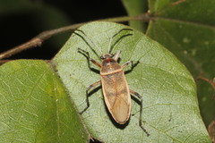 Largus longulus