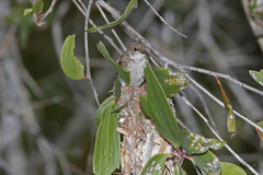 Ramsayornis modestus