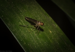 Chiromyzinae