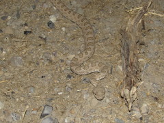 Crotalus oreganus concolor