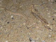 Crotalus oreganus concolor