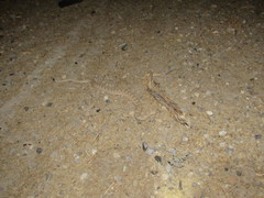 Crotalus oreganus concolor