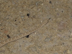 Crotalus oreganus concolor