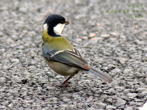 Asian Tit