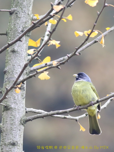 Collared Finchbill