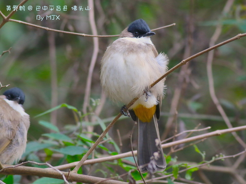 Brown-breasted Bulbul