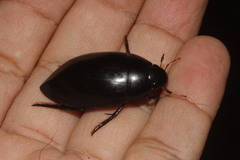 Hydrophilus
