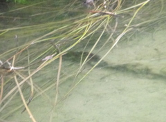 Myocastor coypus