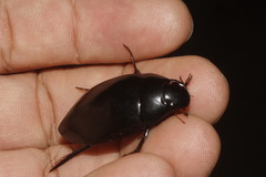 Hydrophilus