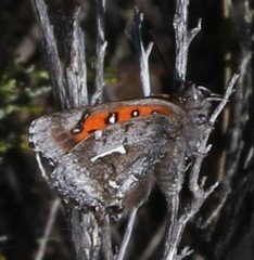 Phasis clavum clavum