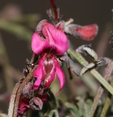 Indigofera complicata