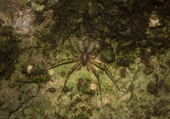 Tamopsis brachycauda