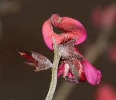 Indigofera complicata