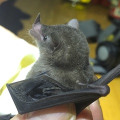 Lonchophylla concava