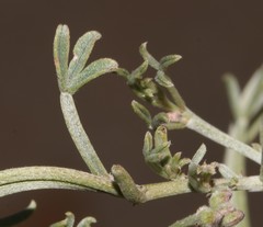 Indigofera complicata