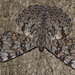 Mariposa Tronadora de Guatemala - Photo (c) Juan Cruzado Cortés, algunos derechos reservados (CC BY-SA), subido por Juan Cruzado Cortés