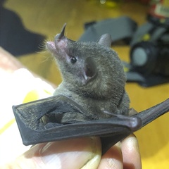 Lonchophylla concava