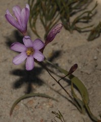 Ixia latifolia