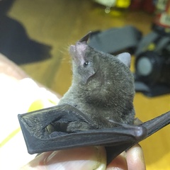 Lonchophylla concava