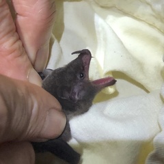 Lonchophylla concava