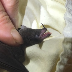 Lonchophylla concava