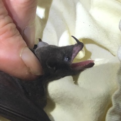 Lonchophylla concava