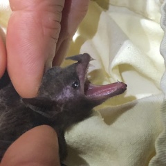 Lonchophylla concava