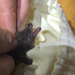 Lonchophylla concava