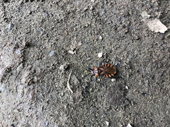 Spartocera pantomima