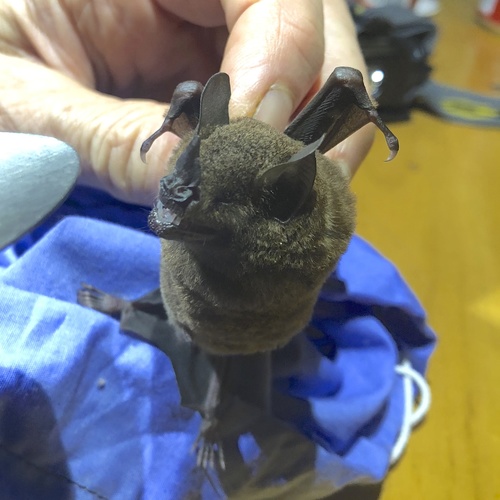 Chestnut Short-tailed Bat
