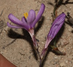 Ixia latifolia
