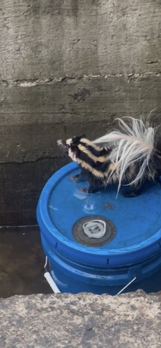 Desert Spotted Skunk observed by o3javo