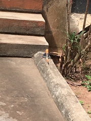 Agama agama