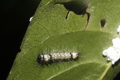 Dysschema leucophaea