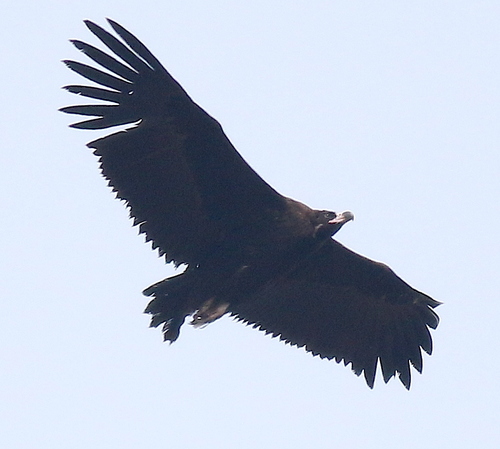 Vautour moine