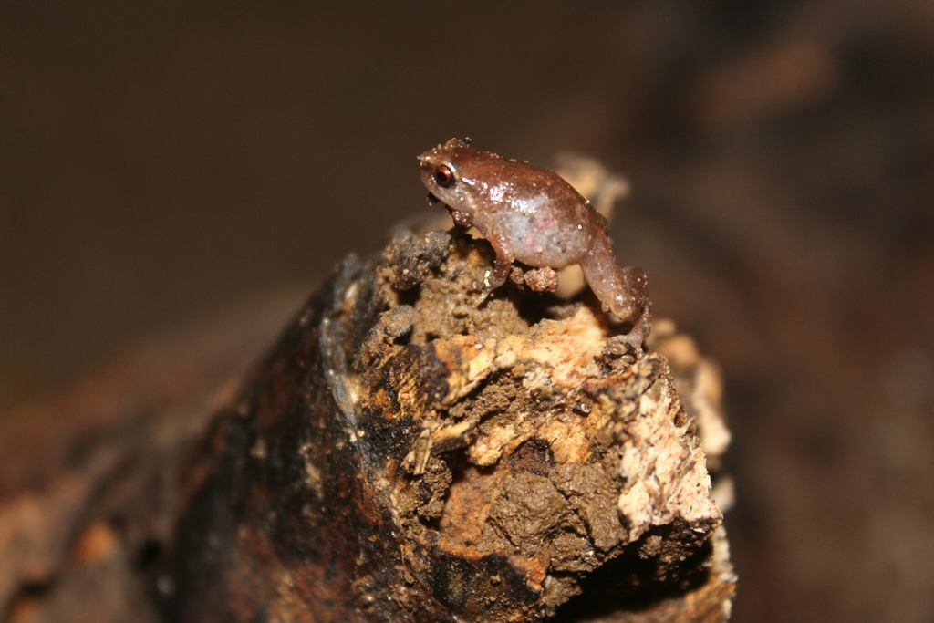 Mindanao Cross Frog