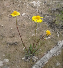 Helenium drummondii
