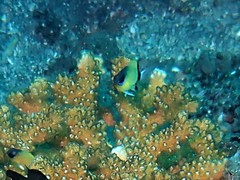 Pycnochromis retrofasciatus