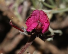 Indigofera complicata